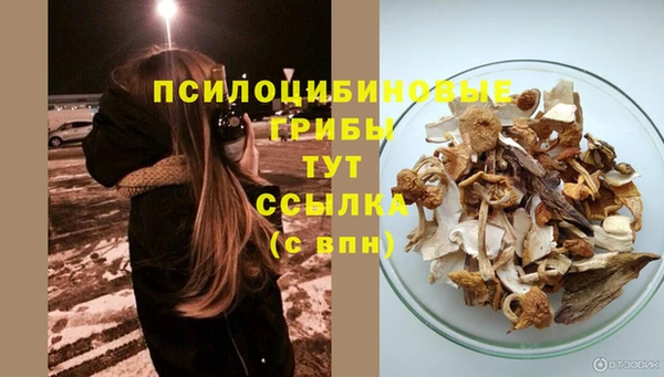 шишки Елизово