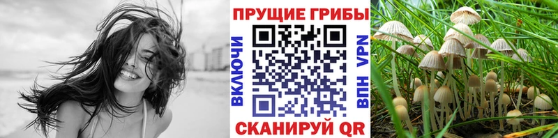 купить наркотик  дарк нет Telegram  Галлюциногенные грибы мухоморы  Сальск 